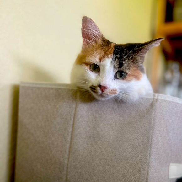 Meet your Posher, Natalie - Picture 1 of 1